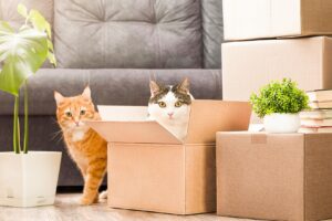 Moving-With-Pets